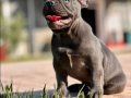 EFSANE GÜZEL FRENCH BULLDOG YAVRULARI İSTANBUL 