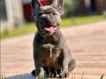EFSANE GÜZEL FRENCH BULLDOG YAVRULARI İSTANBUL 
