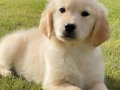 Golden retriever yavruları sizleri bekliyor 