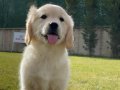Golden retriever yavruları sizleri bekliyor 