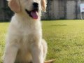 Golden retriever yavruları sizleri bekliyor 