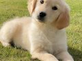 Golden retriever yavruları sizleri bekliyor 