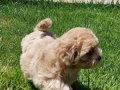 Maltipoo yavruları sizleri bekliyor 