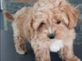 Maltipoo yavruları sizleri bekliyor 