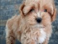 Maltipoo yavruları sizleri bekliyor 