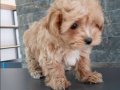 Maltipoo yavruları sizleri bekliyor 