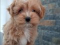 Maltipoo yavruları sizleri bekliyor 