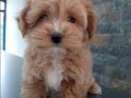 Maltipoo yavruları sizleri bekliyor 