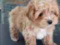 Maltipoo yavruları sizleri bekliyor 