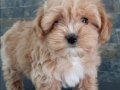Maltipoo yavruları sizleri bekliyor 