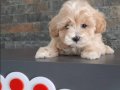 Maltipoo yavruları sizleri bekliyor 