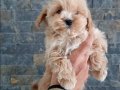 Maltipoo yavruları sizleri bekliyor 