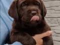 Labrador retriever yavruları sizleri bekliyor 