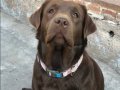 Labrador retriever yavruları sizleri bekliyor 