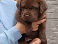 Labrador retriever yavruları sizleri bekliyor 