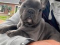 French bulldog yavruları sizleri bekliyor 