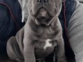 French bulldog yavruları sizleri bekliyor 