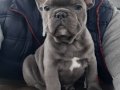 French bulldog yavruları sizleri bekliyor 