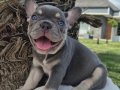 En Özel ve güzel French Bulldog yavruları 