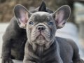 En Özel ve güzel French Bulldog yavruları 