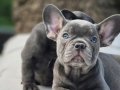 En Özel ve güzel French Bulldog yavruları 