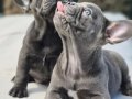 En Özel ve güzel French Bulldog yavruları 