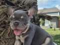 En Özel ve güzel French Bulldog yavruları 