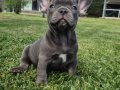 En Özel ve güzel French Bulldog yavruları 