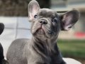 En Özel ve güzel French Bulldog yavruları 