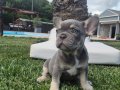 En Özel ve güzel French Bulldog yavruları 