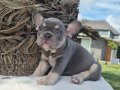 En Özel ve güzel French Bulldog yavruları 