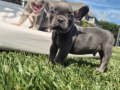 RUHSATLİ ÇİFLİKTEN FRENCH BULLDOG YAVRULARI İSTANBUL 