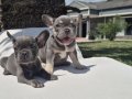 RUHSATLİ ÇİFLİKTEN FRENCH BULLDOG YAVRULARI İSTANBUL 