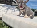 RUHSATLİ ÇİFLİKTEN FRENCH BULLDOG YAVRULARI İSTANBUL 