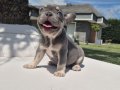 RUHSATLİ ÇİFLİKTEN FRENCH BULLDOG YAVRULARI İSTANBUL 