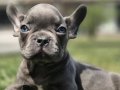 RUHSATLİ ÇİFLİKTEN FRENCH BULLDOG YAVRULARI İSTANBUL 