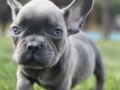RUHSATLİ ÇİFLİKTEN FRENCH BULLDOG YAVRULARI İSTANBUL 