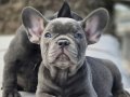 RUHSATLİ ÇİFLİKTEN FRENCH BULLDOG YAVRULARI İSTANBUL 