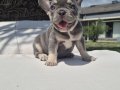 RUHSATLİ ÇİFLİKTEN FRENCH BULLDOG YAVRULARI İSTANBUL 