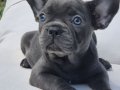 RUHSATLİ ÇİFLİKTEN FRENCH BULLDOG YAVRULARI İSTANBUL 