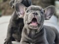 RUHSATLİ ÇİFLİKTEN FRENCH BULLDOG YAVRULARI İSTANBUL 
