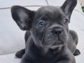 Efsane french bulldog yavruları sizleri bekliyor 