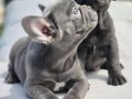 Efsane french bulldog yavruları sizleri bekliyor 