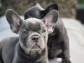 Efsane french bulldog yavruları sizleri bekliyor 