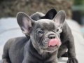 Efsane french bulldog yavruları sizleri bekliyor 