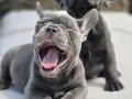Efsane french bulldog yavruları sizleri bekliyor 