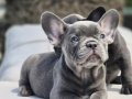 Efsane french bulldog yavruları sizleri bekliyor 