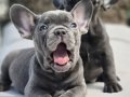 Efsane french bulldog yavruları sizleri bekliyor 