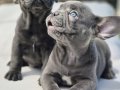 Efsane french bulldog yavruları sizleri bekliyor 