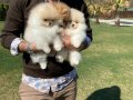 EFSANE POMERANİAN ÇİFLİĞİNDEN YAVRULAR